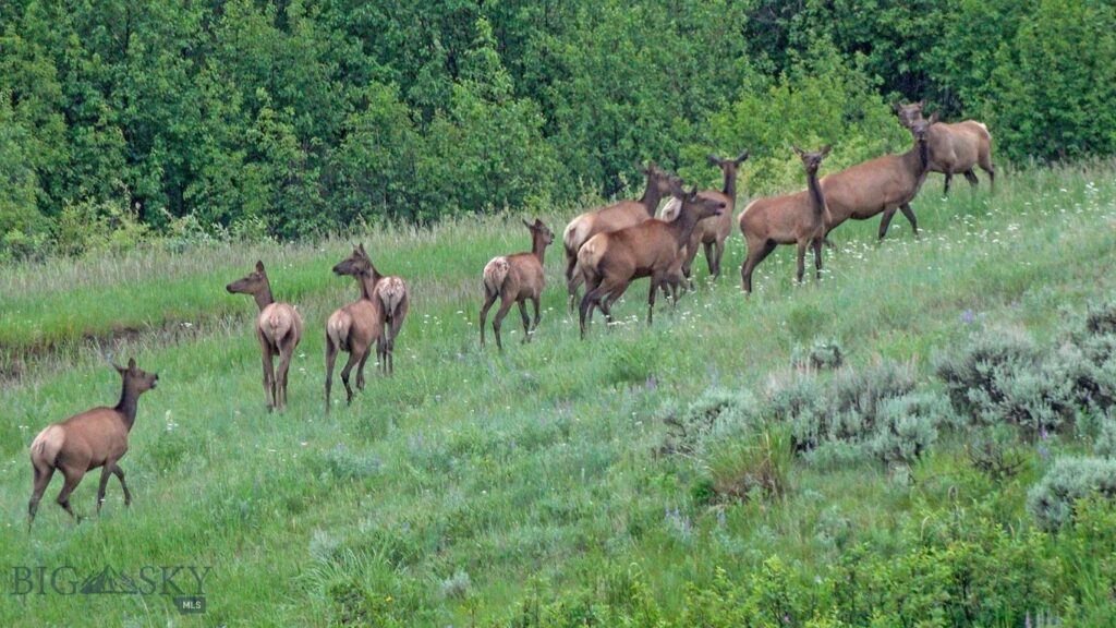 TBD Willow Creek N Fork Road, Livingston MT 59047
