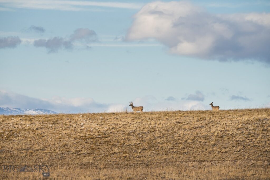 TBD Buster Brown Road, Dillon MT 59725