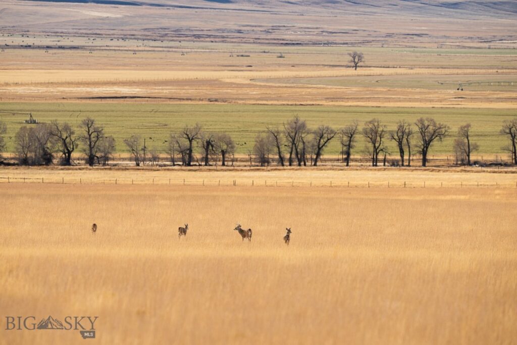 TBD Buster Brown Road, Dillon MT 59725
