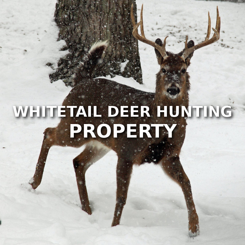 Whitetail Deer Hunting Property DELGER REAL ESTATE MONTANA RANCHES